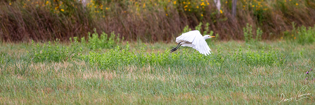 Héron garde-bœuf en vol